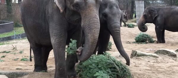 Рождественские елки подарили питомцам Берлинского зоопарка - Sputnik Беларусь