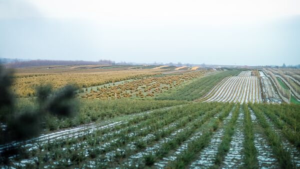 Елочные плантации частного фермерского хозяйства - Sputnik Беларусь