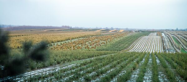 Елочные плантации частного фермерского хозяйства - Sputnik Беларусь