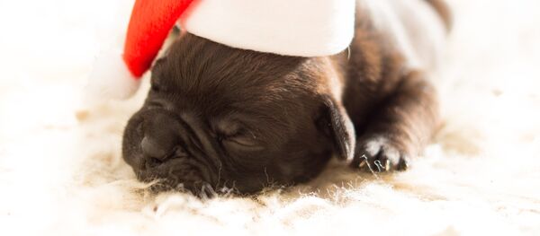 Год собаки - Sputnik Беларусь