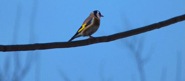 Щегол (лат. Carduelis) — род птиц из семейства вьюрковых (Fringillidae). - Sputnik Беларусь
