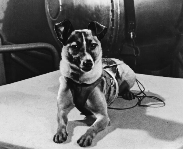 Первой же собакой-космонавтом, которую вывели на орбиту Земли, была Лайка. Ее запустили в космос 3 ноября 1957 года в половине шестого утра по московскому времени на корабле &quot;Спутник-2&quot;. На тот момент Лайке было около двух лет. Лайка была жива в течение 4 витков вокруг Земли. Из-за ошибки расчета площади спутника и отсутствия системы терморегулирования температура поднялась до 40 °C. Собака умерла от перегрева. Сам же спутник сгорел в атмосфере 14 апреля 1958 года.  Специальная комиссия из ЦК и Совета министров не поверила, что Лайка умерла из-за конструкторской ошибки, и приказала провести эксперименты с похожими условиями на Земле, в результате которых погибло две собаки. - Sputnik Беларусь