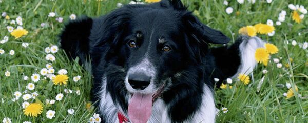 Rico (dog) - Sputnik Беларусь