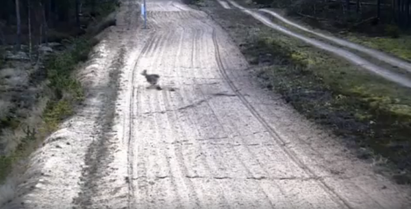 Волк гонит через границу косулю - Sputnik Беларусь