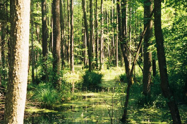 В Беловежской пуще можно зайти в гости к Деду Морозу, посмотреть на зубров или покататься на велосипеде по лесным маршрутам - Sputnik Беларусь