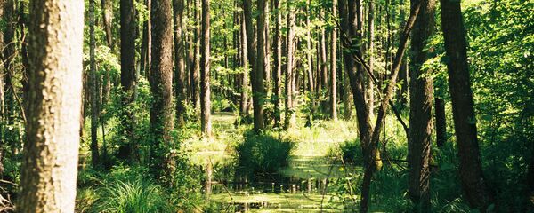 В Беловежской пуще можно зайти в гости к Деду Морозу, посмотреть на зубров или покататься на велосипеде по лесным маршрутам В Беловежской пуще можно зайти в гости к Деду Морозу, посмотреть на зубров или покататься на велосипеде по лесным маршрутам - Sputnik Беларусь