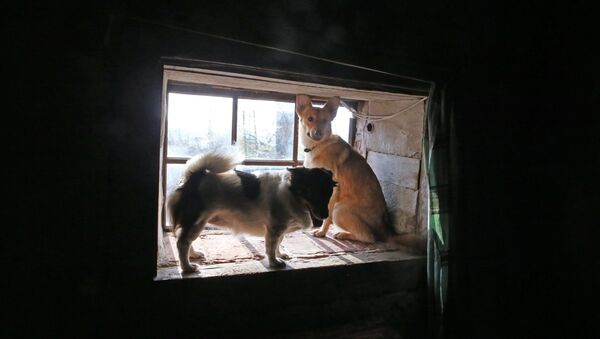 Частный приют для бездомных собак - Sputnik Беларусь