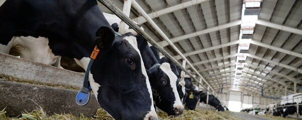 Коровы на ферме - Sputnik Беларусь