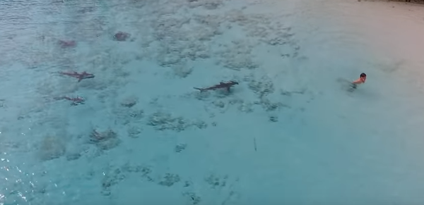 На Багамах мальчик чудом спасся от 4 акул - Sputnik Беларусь