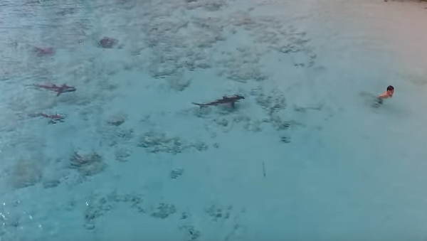 На Багамах мальчик чудом спасся от 4 акул - Sputnik Беларусь