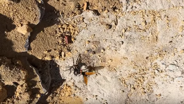 Схватка между пауком и шершнем попала на видео - Sputnik Беларусь
