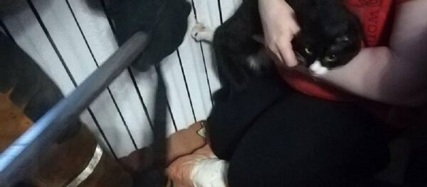 Кот застрял лапой в батарее в Минске - Sputnik Беларусь