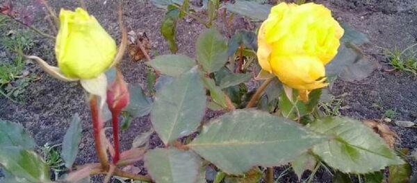 Розы зацвели под Новый год в Бресте Розы зацвели под Новый год в Бресте - Sputnik Беларусь