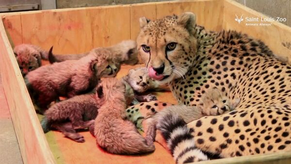 Восемь детенышей родились у самки гепарда в зоопарке Сент-Луиса - Sputnik Беларусь
