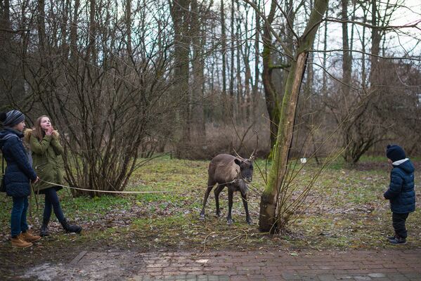 На праздник приехал даже любящий пободать деревья олень, с ним посетители могли сфотографироваться. - Sputnik Беларусь