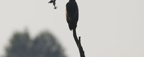 Вялікі арлец - Sputnik Беларусь