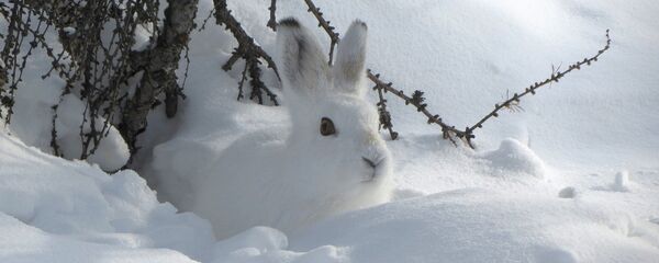 Зима, архивное фото - Sputnik Беларусь