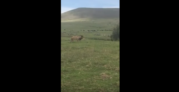 Маленький пес напал на льва в Танзании - Sputnik Беларусь