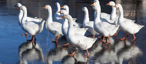 Гусі шпацыруюць па першым лёдзе на Палессі - Sputnik Беларусь