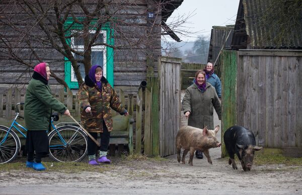 Свинки выбегают из ворот с удовольствием - Sputnik Беларусь