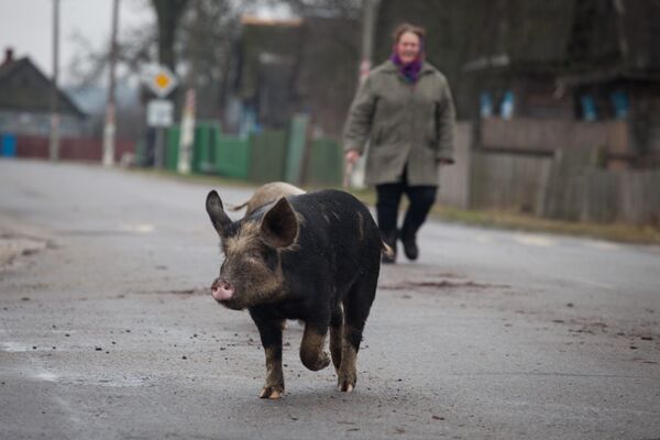 Поросячьи бега в деревне Тонеж - Sputnik Беларусь