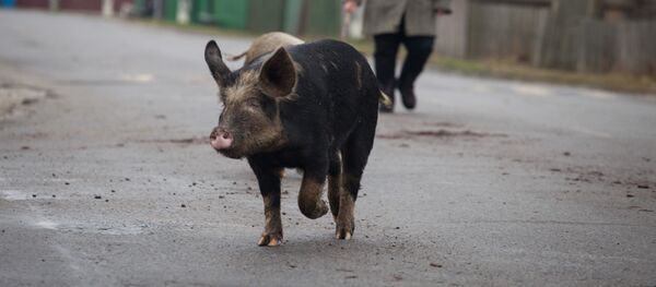 Беларусы за 11 месяцаў вырабілі сельгаспрадукцыі на 20 млрд рублёў Беларусы за 11 месяцаў вырабілі сельгаспрадукцыі на 20 млрд рублёў - Sputnik Беларусь