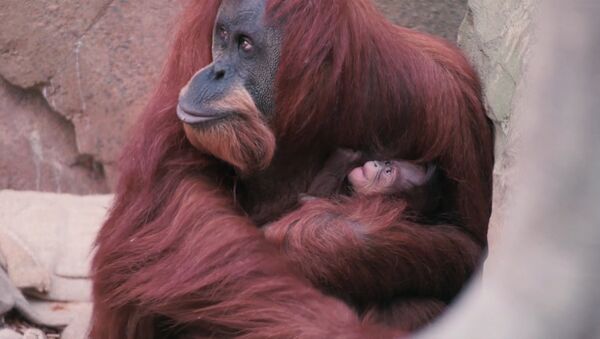 Орангутана Эмму с детенышем впервые показали публике в Честерском зоопарке - Sputnik Беларусь