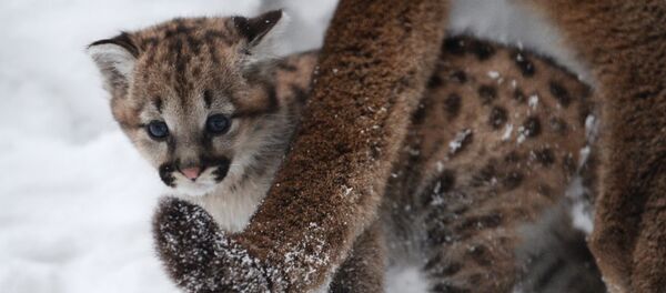 Детеныши пумы появились в Новосибирском зоопарке - Sputnik Беларусь