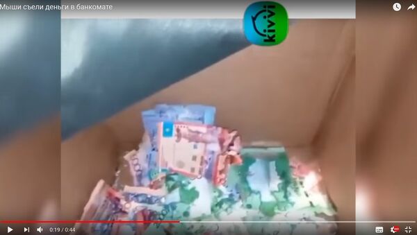 Не сняли, так погрызли: мыши испортили деньги в банкомате в Казахстане - Sputnik Беларусь