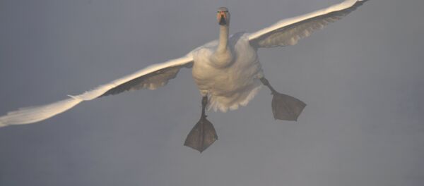 Государственный природный комплексный заказник Лебединый - Sputnik Беларусь