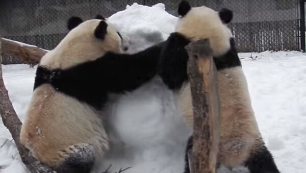 Панды подрались со снеговиком в канадском зоопарке - Sputnik Беларусь