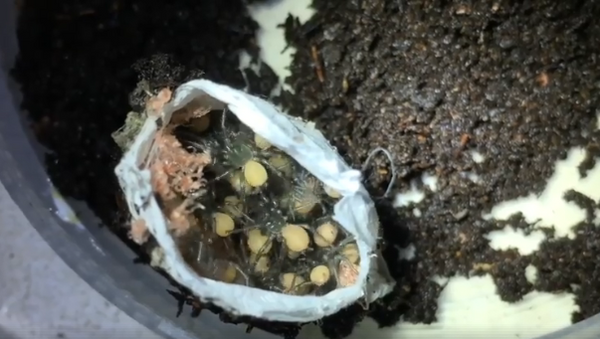 Рождение сотни смертельно опасных пауков попало на видео - Sputnik Беларусь