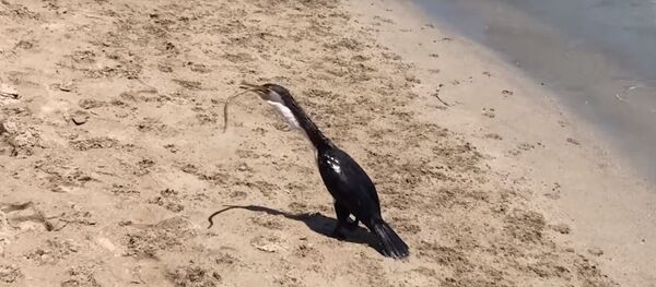 Бой баклана и ядовитой змеи, видео Бой баклана и ядовитой змеи, видео - Sputnik Беларусь