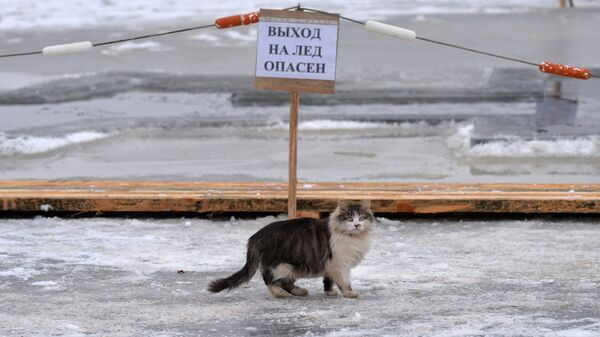 Обитательница спасательной станции на озере Вяча кошка Масяня - Sputnik Беларусь
