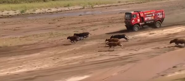 Відэафакт: МАЗ ледзь не пратараніў статак кароў на 12-м этапе Дакара - Sputnik Беларусь