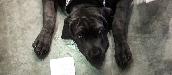 Собака породы кане-корсо - Sputnik Беларусь