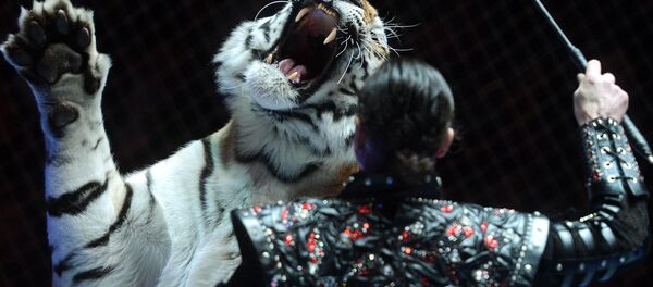 Дрэсура драпежнікаў, архіўнае фота Дрэсура драпежнікаў, архіўнае фота - Sputnik Беларусь