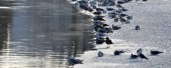 Чайки на кромке льда Свислочи - Sputnik Беларусь