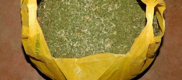 Изъятая у жителя Новополоцка марихуана - Sputnik Беларусь