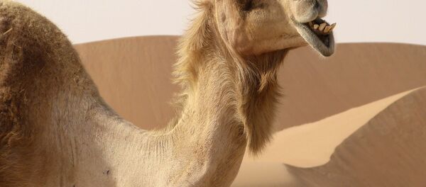 Вярблюд у пустыні, архіўнае фота Вярблюд у пустыні, архіўнае фота - Sputnik Беларусь
