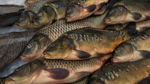 Продукция, представленная в рамках Рыбной недели - Sputnik Беларусь