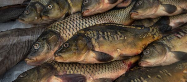 Рыба, архивное фото - Sputnik Беларусь