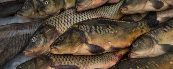 Рыба, архивное фото - Sputnik Беларусь