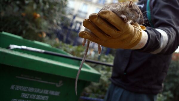 Крысы в Париже - Sputnik Беларусь