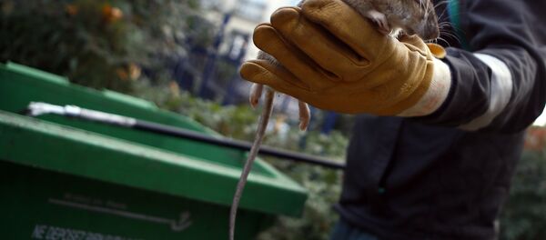 Крысы в Париже - Sputnik Беларусь
