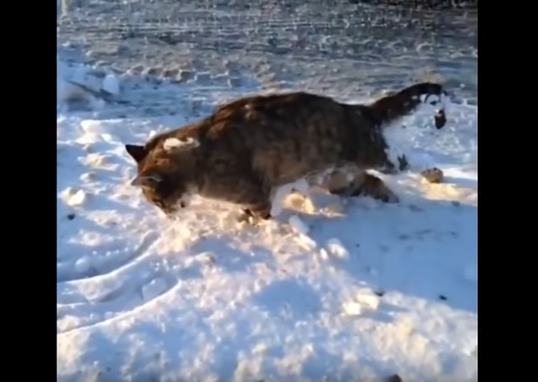 Животные замерзают в Казахстане из-за аномальных холодов - Sputnik Беларусь