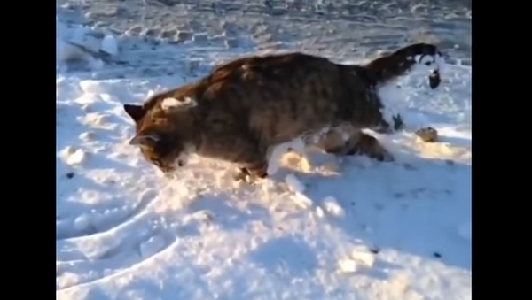 Животные замерзают в Казахстане из-за аномальных холодов - Sputnik Беларусь