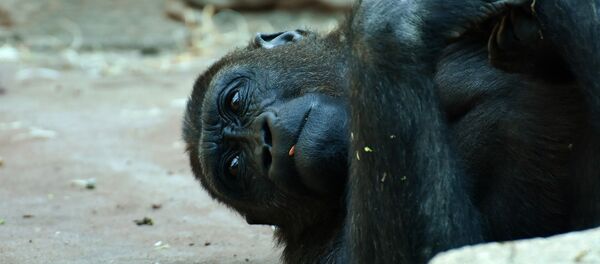Горилла в зоопарке, архивное фото Горилла в зоопарке, архивное фото - Sputnik Беларусь