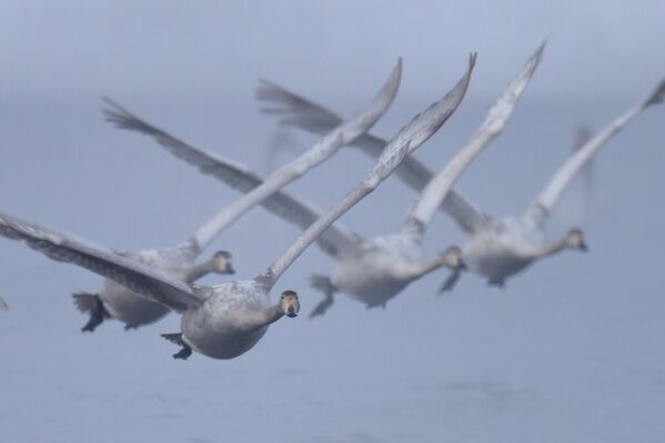 Лебеди даже на зимовке постоянно держатся вместе. - Sputnik Беларусь