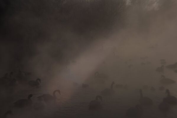 Лебеди ночуют на воде, температура которой составляет около шести градусов тепла. - Sputnik Беларусь